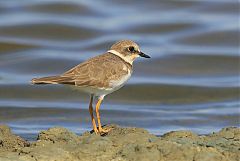 Little Ringed Plover